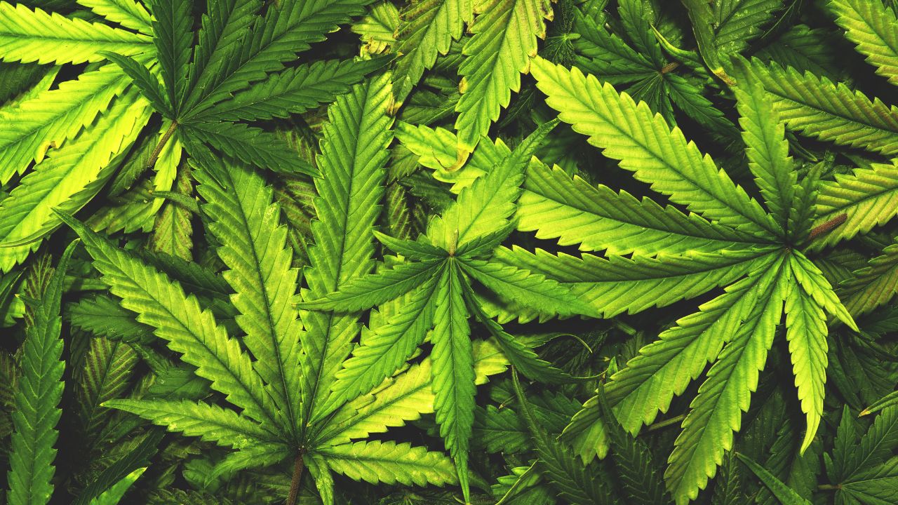 Elevate Weed  Dispensary